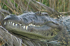 croc